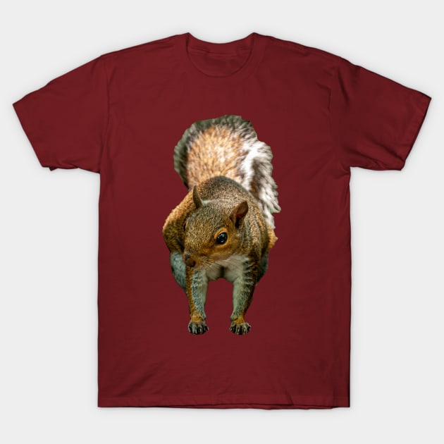 Grey Squirrel T-Shirt by dalyndigaital2@gmail.com